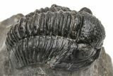 Detailed Gerastos Trilobite Fossil - Morocco #226621-2